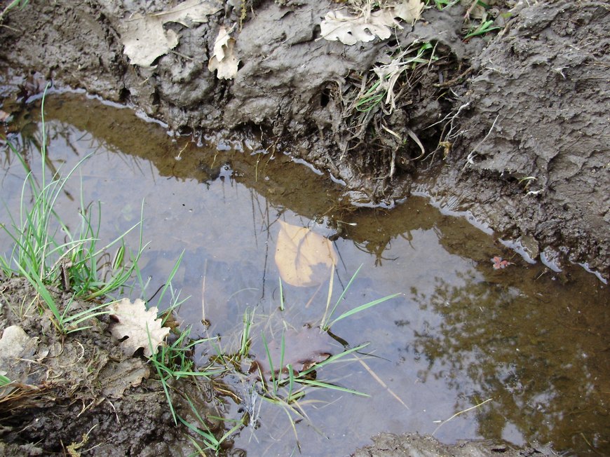 Tipologie di habitat dell''ululone nella collina atesina